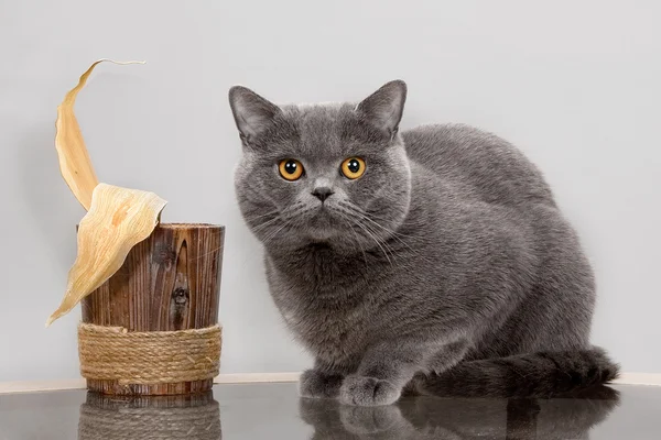 Gato con cesta en la mesa —  Fotos de Stock