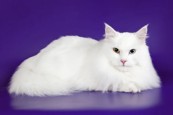 Mor zemin üzerine beyaz kedi Stok Resim