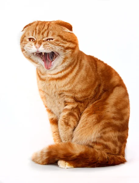 Rote Katze isoliert auf weißem Grund lizenzfreie Stockbilder