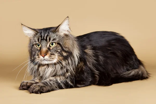 Maine coon on brown background Stock Photo