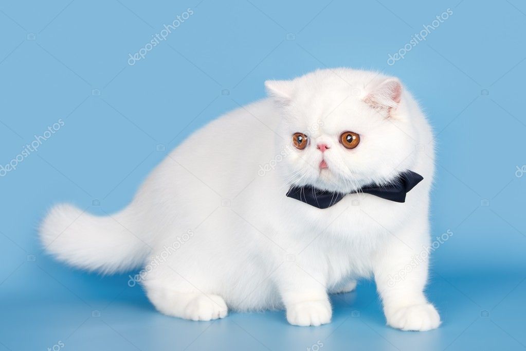 Persian cat on blue background