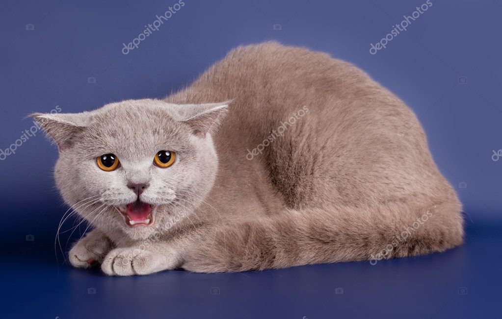 Mavi zemin üzerine İngiliz kedi Stok fotoğrafçılık ©mdmmikle123
