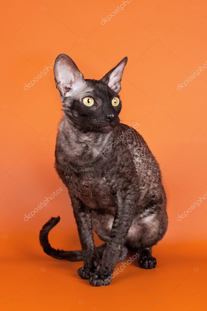 orange cornish rex