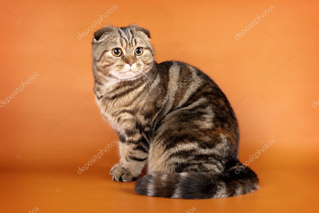 orange tabby scottish fold