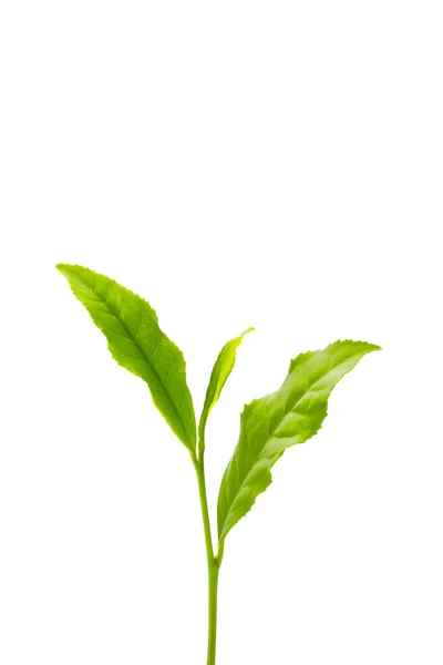 stock image Green tea leaf