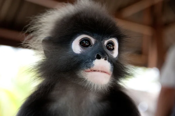 540+ Sulawesi De Macaco Preto fotos de stock, imagens e fotos