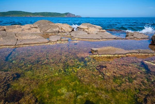 Algae on the rocks — Stock Photo, Image