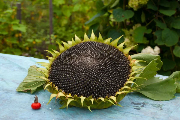 Stock image Sunflower and cankerberry