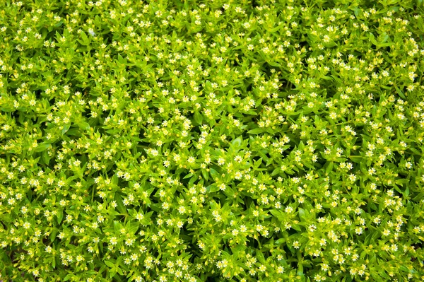 Stock image Texture of bush