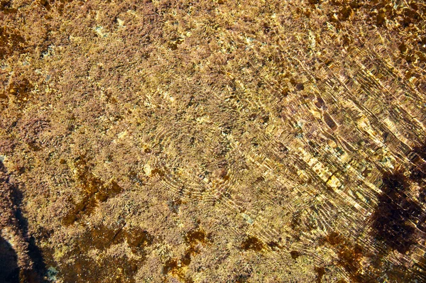 Strukturen på en sten under havet — Stockfoto