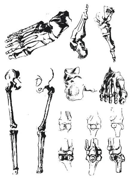 Hand drawn foot bones and patella — Stock Vector