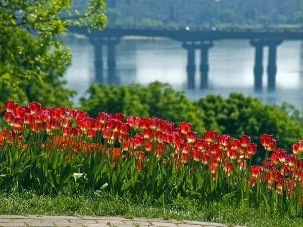 Tulipány na pozadí řeky — Stock fotografie