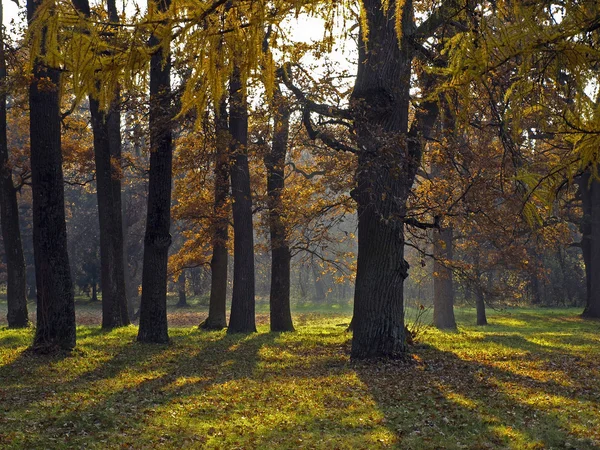 stock image Autumn Park