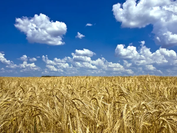 云对大麦的字段 — 图库照片
