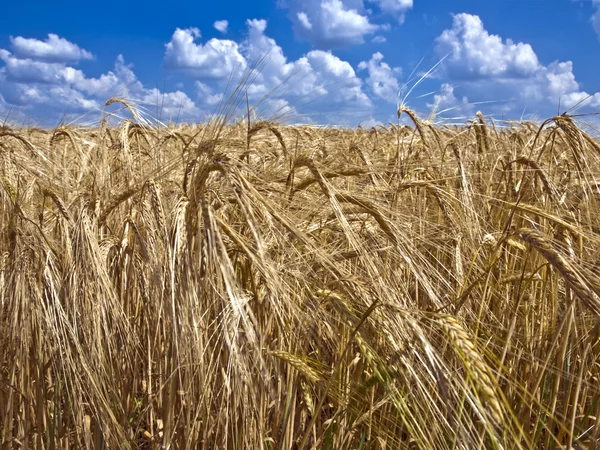 Field of ripe barley to the horizon — Stock Photo, Image