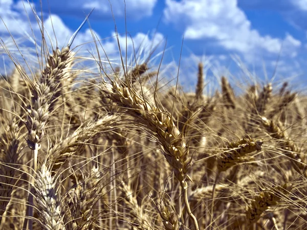Několik uši pšenice zblízka — Stock fotografie