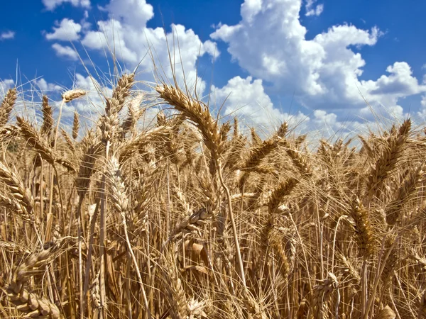 Pole zralé pšenice proti modré obloze — Stock fotografie