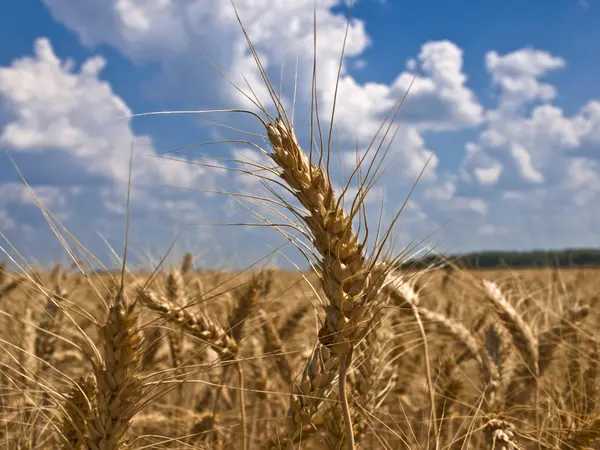 Шип пшеницы крупным планом и божья коровка — стоковое фото