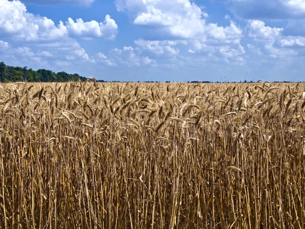 Field of ripe wheat to the horizon — Stock Photo, Image