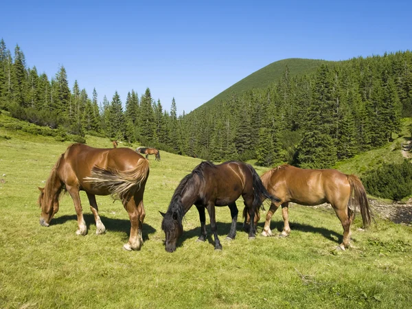 Manada de cavalos nas colinas — Fotografia de Stock