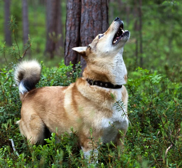 Laika 犬は、タンパク質を発見しました。 — ストック写真