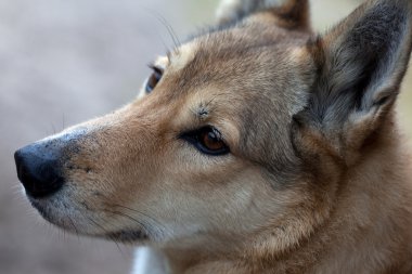 bir av köpeği portresi