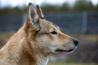 bir av köpeği portresi