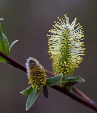 Çiçeklenme döneminde söğüt (Salix) şubeleri