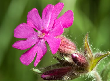 Melandrium dioicum