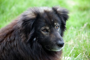 Uzun tüylü köpek gardiyan portresi