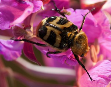 Trichius fasciatus beetle (Scarabaeidae: Trichiinae)