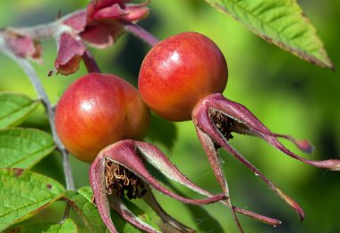 Rose HIPS (Rosa)