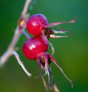 Rose HIPS (Rosa)