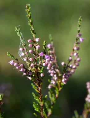 Heather (ëàò. Calluna vulgaris)