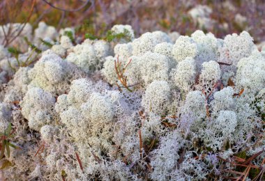 Reindeer moss clipart