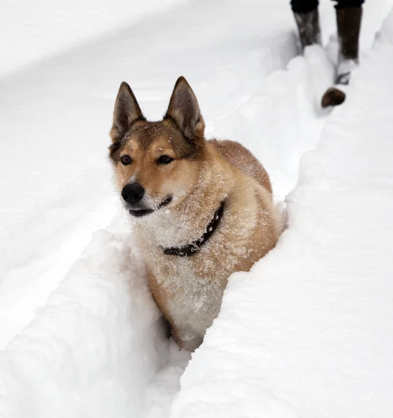 Jagdhund. Winter — Stockfoto