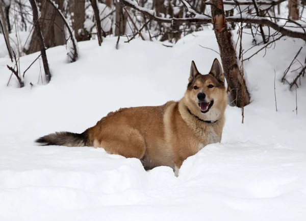 Av köpeği. Kış — Stok fotoğraf