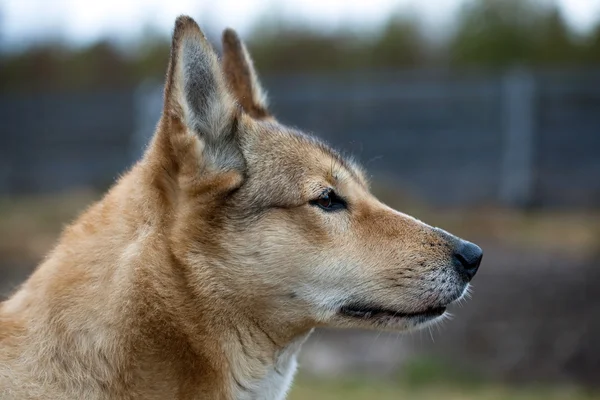 Portrét loveckého psa — Stock fotografie