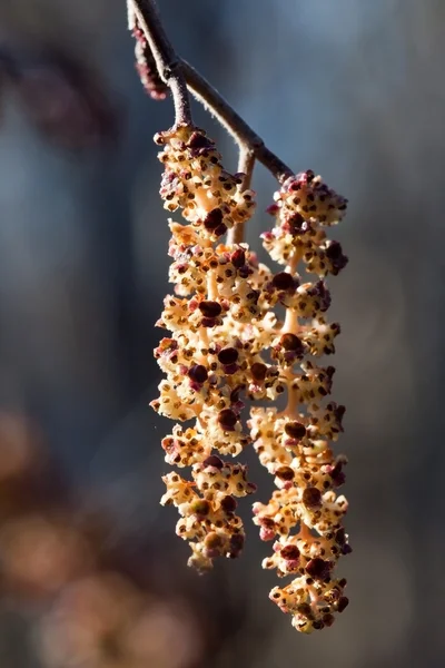 stock image Catkins of alder (Alnus glutinosa) in spring