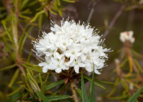 Flower ledum (Ledum) — Stock Photo, Image