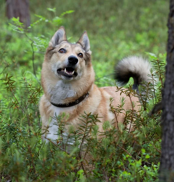 De hond Laika geur een vogel — Stockfoto