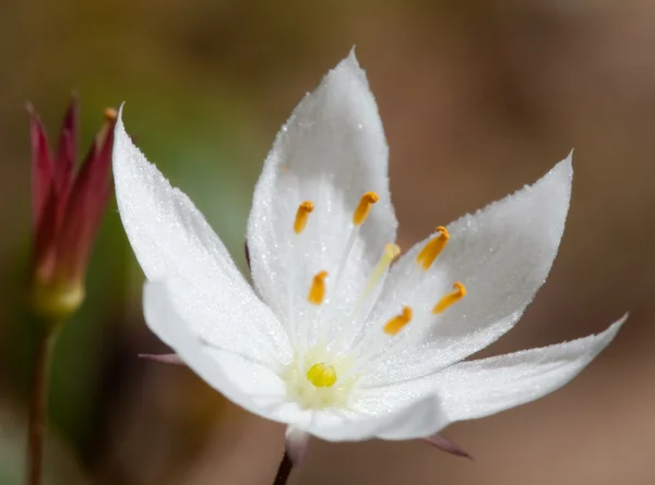 Forest flower-Trientalis europaea L. — Stock Photo, Image