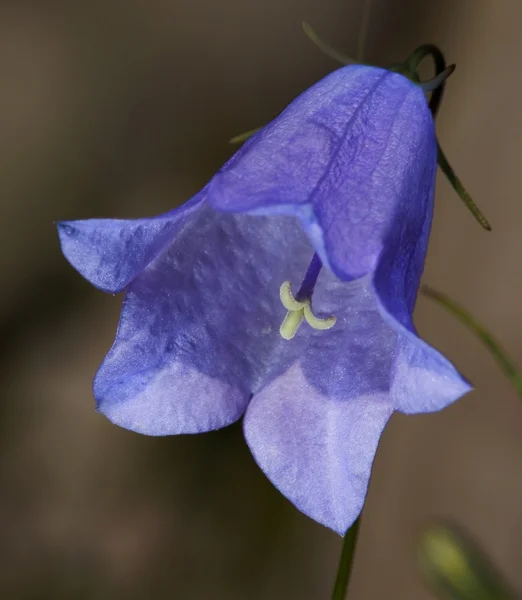 Kwiat Bellflower (dzwonek) — Zdjęcie stockowe