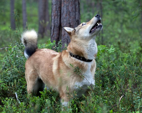 犬の狩猟 — ストック写真