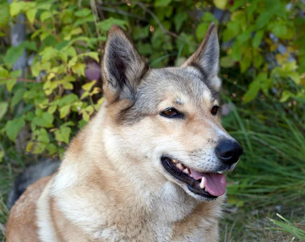 Portret van een gelukkige hond — Stockfoto