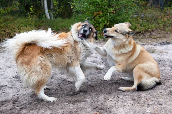 Honden vechten — Stockfoto
