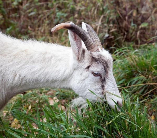 Koza gryząc trawę — Zdjęcie stockowe
