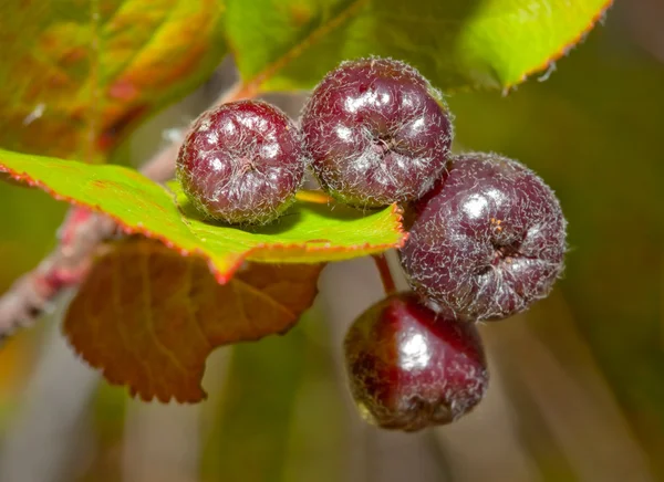 Sort chokeberry (Aronia melanocarpa) - Stock-foto