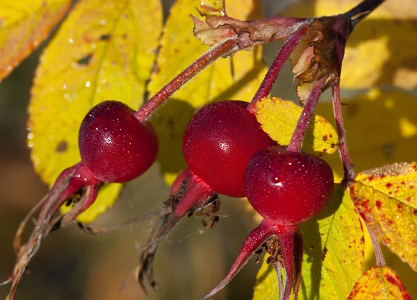 Rose hips against the yellow leaves — Stock Photo, Image