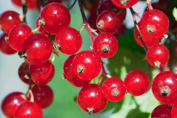 Ripe red currant — Stock Photo, Image